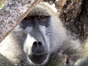 The photographic trail near the falls is shared with baboons, who frequently walked side-by-side with us on the paved path.